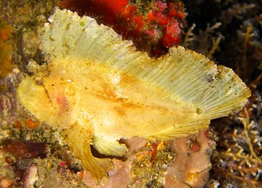 Kurbağa (Antennarius) 14 Aralık 2011 'de Filipinler' de yüzüyor.