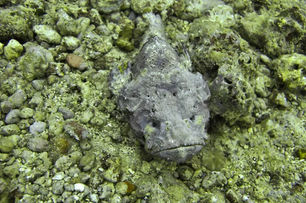 Frogfish Antennarius Ground Filipino Sea December 2010 — Fotografia de Stock