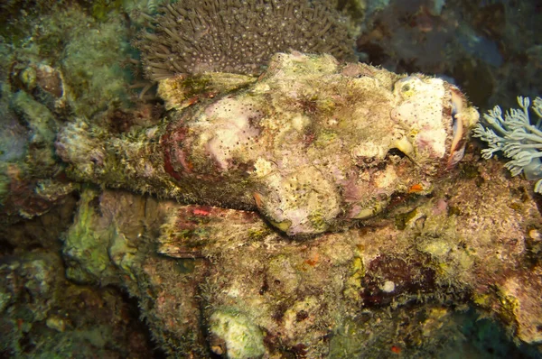 Tasseled Scorpionfish Scorpaenopsis Oxycephala Swims Filipino Sea January 2012 — Fotografia de Stock