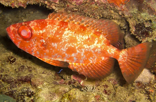 Onbekende Rode Vis Zwemt Filipijnse Zee December 2011 — Stockfoto