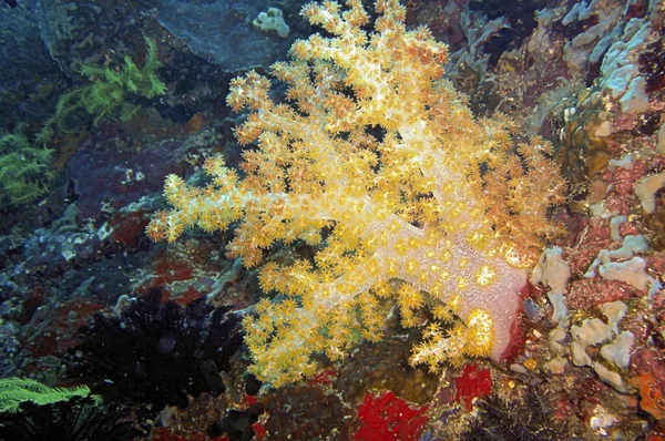 Koral Lunak Berwarna Tanah Laut Filipino Januari 2012 — Stok Foto