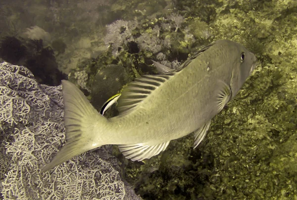 Unbekannter Fisch Schwimmt Philippinischen Meer — Stockfoto