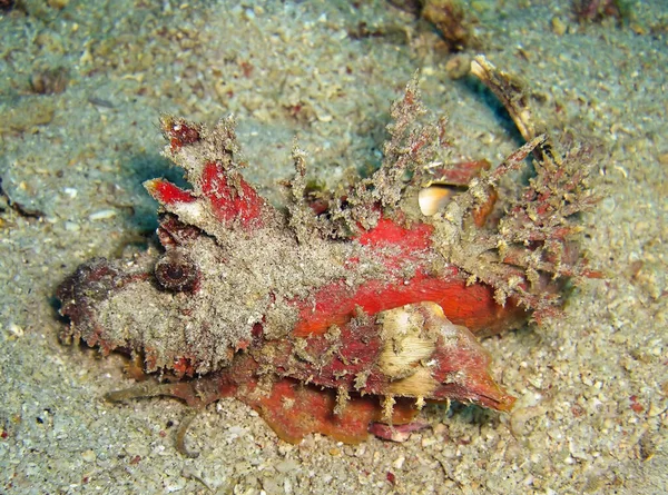 Demone Pungiglione Inimicus Didactylus Terra Nel Mare Filippino Gennaio 2012 — Foto Stock