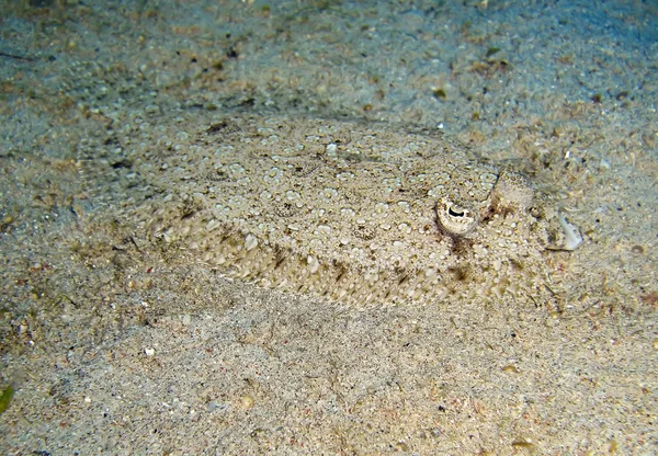 Passera Pianuzza Terra Nel Mare Filippino Gennaio 2012 — Foto Stock