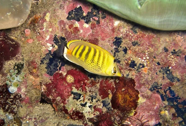 Spot Bendato Pesce Farfalla Chaetodon Punctatofasciatus Nuota Nel Mare Filippino — Foto Stock