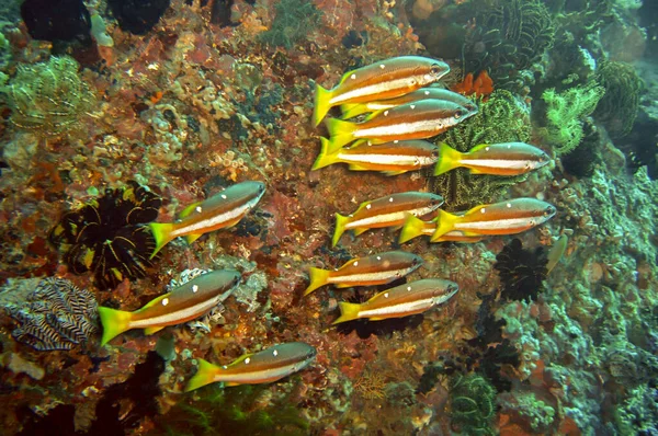 Schwarm Unbekannter Fische Schwimmt Gemeinsam Philippinischen Meer November 2010 — Stockfoto