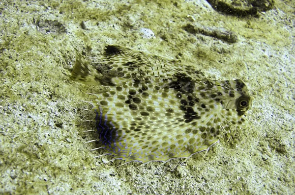 Gurnard Volador Oriental Dactyloptena Orientalis Suelo Mar Filipino Diciembre 2011 — Foto de Stock