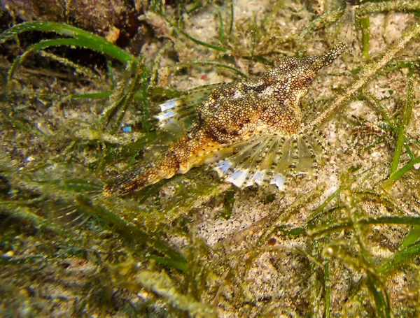 Doğulu uçan Gurnard (Dactyloptena Orientalis) Filipinler 'de 20 Ocak 2012' de yüzer.