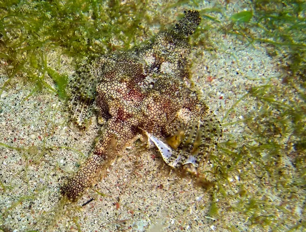 Bilinmeyen balık Filipinler 'de 20 Ocak 2012' de yüzer.