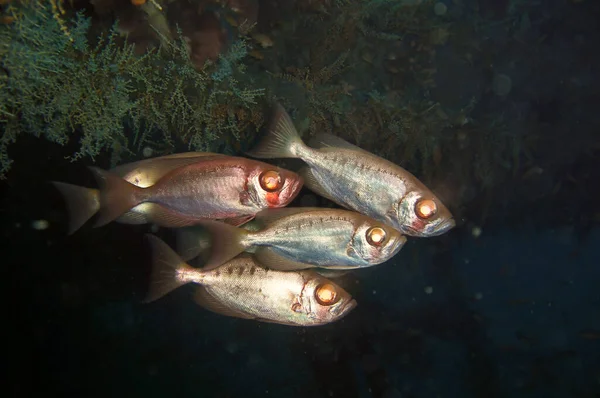 Onbekende Vissen Zwemmen Filipijnse Zee December 2011 — Stockfoto