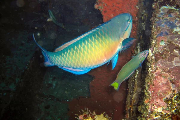 Onbekende Vissen Zwemmen Filipijnse Zee December 2011 — Stockfoto
