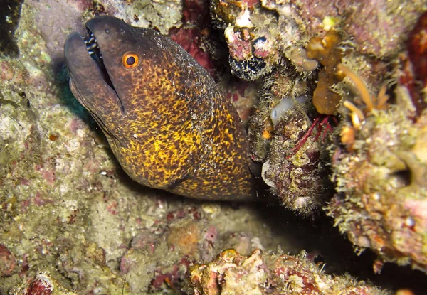 在2010年11月20日的菲利皮诺海 黄边的莫雷鳗鱼 Gymnothorax Flavimarginatus 从岩石后面露出来 — 图库照片