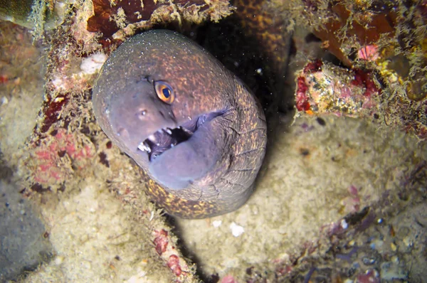 Sarı kenarlı Moray Yılanbalığı (Gymnothorax Flavimarginatus) 3 Kasım 2010 'da Filipinler' deki bir kayanın arkasından çıkıyor.