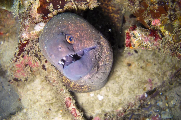Moray Eel Gymnothorax Flavimarginatus Sobresale Detrás Una Roca Mar Filipino — Foto de Stock
