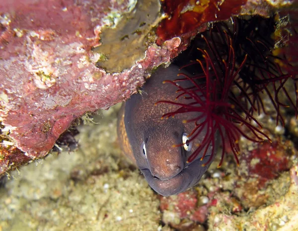 2012年1月16日 白眼莫雷鳗鱼 Siderea Thyrsoidea 在菲利皮诺海的岩石后面浮出水面 — 图库照片