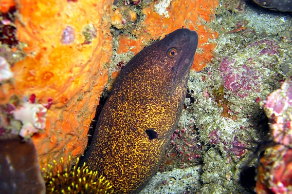 Moray Eel Gymnothorax Flavimarginatus Sobresale Detrás Una Roca Mar Filipino —  Fotos de Stock