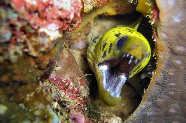 Fimbriated Moray Eel (Gymnothorax Fimbriatus), 31 Aralık 2010 'da Filipinler' de bir kayanın arkasından çıkıyor.