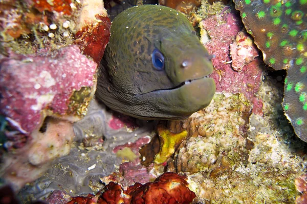 Moray Anguila Desconocida Gymnothorax Sobresale Del Fondo Del Mar Filipino — Foto de Stock