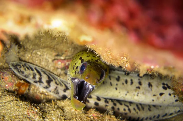 Fimbriated Moray Eel Gymnothorax Fimbriatus Виходить Скелі Морі Філіпіно Грудня — стокове фото