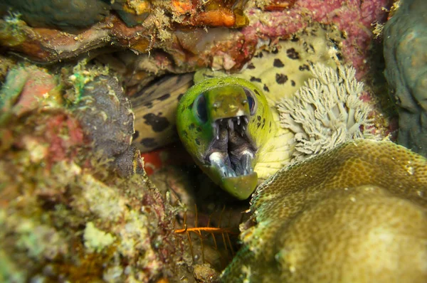 Moray Yılanbalığı (Gymnothorax Fimbriatus) Filipinler 'de 30 Aralık 2011' de bir kayanın arkasından çıkıyor.