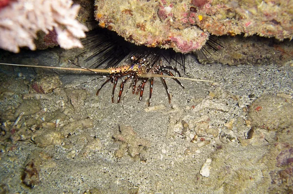 Lobster Ground Filipino Sea December 2011 — Stock Photo, Image