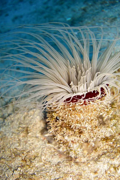 Filipinler Denizinin Dibinde Anemone Ocak 2012 — Stok fotoğraf