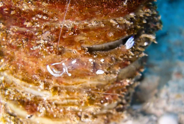 Anemone Shrimp Swims Filipino Sea November 2010 — Stock Photo, Image