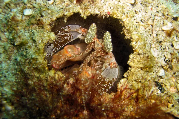 Mantis Shrimp Odontodactylus Scyllarus Землі Морі Філліпіно Грудня 2011 — стокове фото