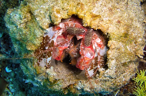 Mantis Karidesi (Odontodactylus Scyllarus) Filipinler denizinde 18 Aralık 2011