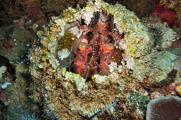 Mantis Karidesi (Odontodactylus Scyllarus) 19 Ocak 2012 'de Filipinler' de karada