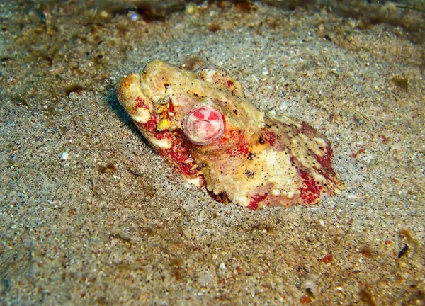 Stargazer Had Úhoř Brachysomophis Vyčnívá Dna Filipínského Moře Ledna 2012 — Stock fotografie