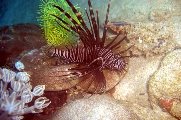 Львиная Рыба Pterois Volitans Плавает Филиппинском Море Ноября 2010 — стоковое фото