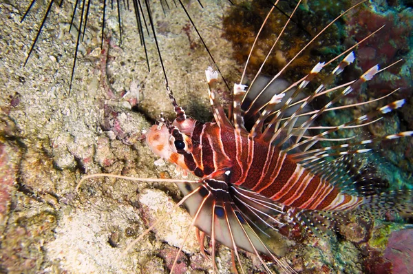 Львиная Рыба Pterois Volitans Плавает Филиппинском Море Декабря 2011 — стоковое фото