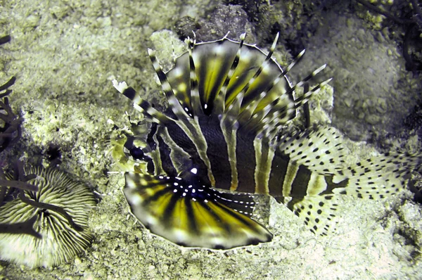 Leeuwenvis Pterois Volitans Zwemt Filipijnse Zee December 2011 — Stockfoto