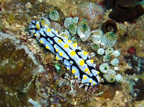 Nudibranch Limace Mer Phyllidia Varricosa Fond Mer Philippine Décembre 2010 — Photo