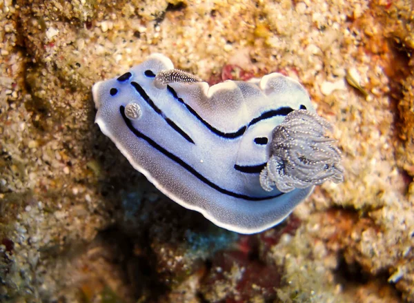 Nudibranch Limace Mer Chromodoris Willani Fond Mer Philippine Janvier 2012 — Photo