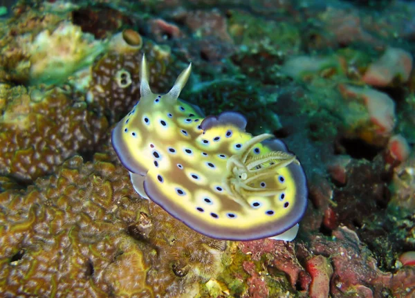 Nudibranch Limace Mer Goniobranchus Geminus Fond Mer Philippine Décembre 2010 — Photo