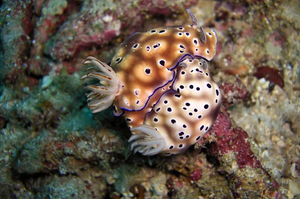 Nudibranchia Slug Mare Risbecia Tryoni Sul Fondo Del Mare Filippino — Foto Stock