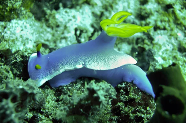 Nudibranch Sea Slug Hypselodoris Apolegma Bottom Filipino Sea Diciembre 2011 — Foto de Stock