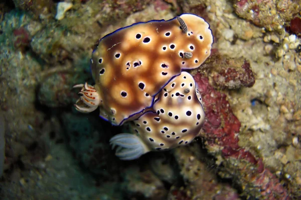 Nudibranch Neboli Mořský Slimák Risbecia Tryoni Dně Filipínského Moře Prosince — Stock fotografie