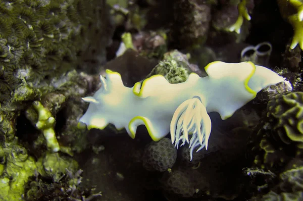 Nudibranch Sea Slug Ardeadoris Egretta Sul Fondo Del Mare Filippino — Foto Stock