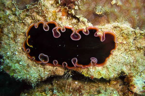 Ver Noir Platyhelminthes Sol Dans Mer Philippine Janvier 2012 — Photo