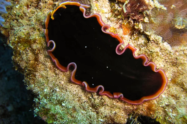 Ver Noir Platyhelminthes Sol Dans Mer Philippine Janvier 2012 — Photo