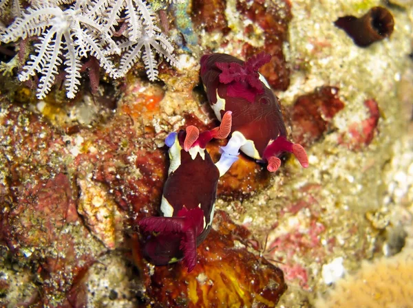 Nudibranch Sea Slug Nembrotha Purpureo Lineata Having Sex Filipino Sea — Stock Photo, Image