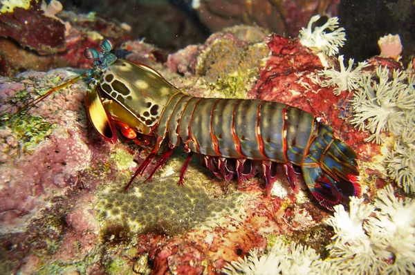 Renkli Mantis Karidesi (Odontodactylus Scyllarus) 20 Kasım 2010 'da Filipinler' de karada