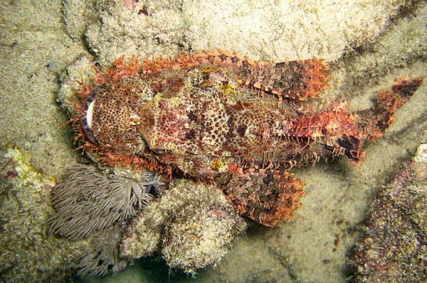 Tasseled Scorpionfish (Scorpaenopsis Oxycephala) 2 Aralık 2010 tarihinde Filipinler 'de yüzmektedir.