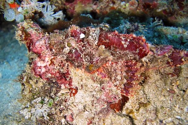 Tasseled Scorpionfish (Scorpaenopsis Oxycephala) Filipinler 'de 18 Aralık 2011' de yüzmektedir.