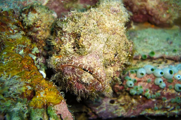 Pedra Peixe Synanceia Verrucosa Está Nadando Mar Filipino Janeiro 2012 — Fotografia de Stock