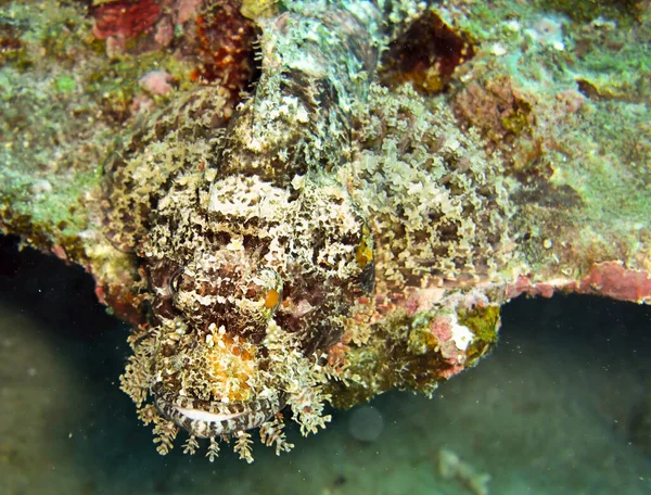 Tasseled Scorpionfish (Scorpaenopsis Oxycephala), Filipinler 'de 13 Ocak 2012' de yüzmektedir.