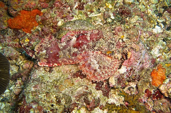 Tasseled Scorpionfish Scorpaenopsis Oxycephala Pływa Morzu Filipińskim Stycznia 2012 — Zdjęcie stockowe